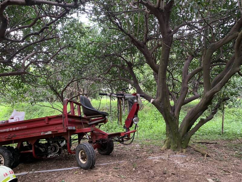 大獎娛樂城、大獎娛樂-線上新聞-人間悲劇！老翁整理果園「慘遭樹木、搬運車夾擊」！吊掛半空「不幸身亡」！