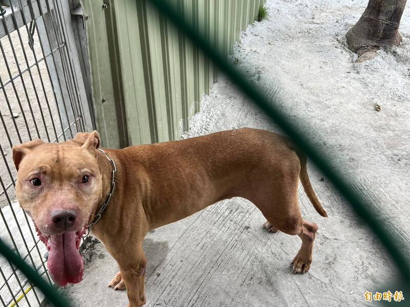 大獎娛樂城、大獎娛樂-線上新聞-狂犬「Lucky」浴火重生！雲林新飼主狂砸40萬打造「比特犬豪宅」！