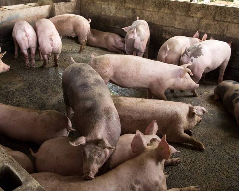 大獎娛樂城、大獎娛樂-線上新聞-太神！科學家「改造豬隻基因」成功！培育出完全免疫「典型豬瘟」的神豬！