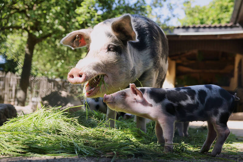 大獎娛樂城、大獎娛樂-線上新聞-突破性勝利！英國科學家「基因編輯」成功！誕生出能抵抗豬瘟病毒的超級豬！