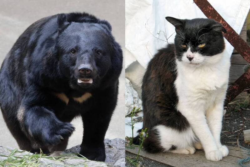 大獎娛樂城、大獎娛樂-線上新聞-虛驚一場！日本警力全面出動抓熊！ 監視器一查：竟是一隻「胖到像熊的巨貓」！