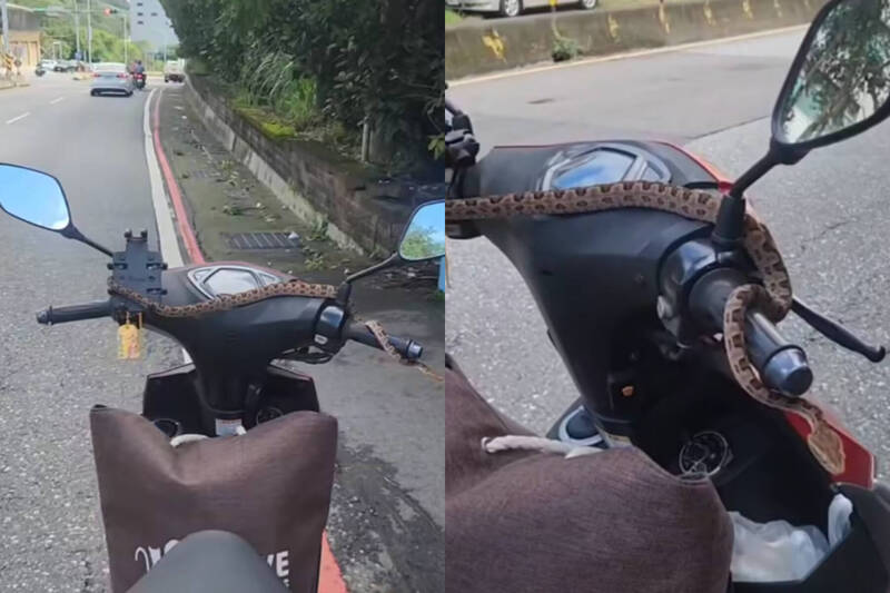 大獎娛樂城、大獎娛樂-線上新聞-心臟停止！「毒蛇」從天而降！ 女騎士路中驚覺手癢！一低頭巨蛇盤踞龍頭畫面曝光！