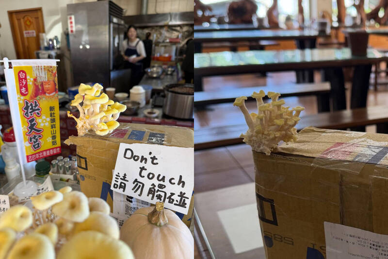 大獎娛樂城、大獎娛樂-線上新聞-網購驚魂！包裹流浪7天長出「活體香菇」！ 網友笑瘋：這根本是**「節外生菇」！**