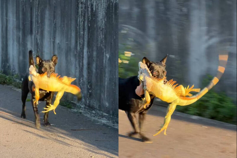 大獎娛樂城、大獎娛樂-線上新聞-戰鬥民族！黑狗僅花「10秒」就KO巨型綠鬣蜥！叼著「戰利品」飛奔！全網看傻跪求：這是什麼狗！