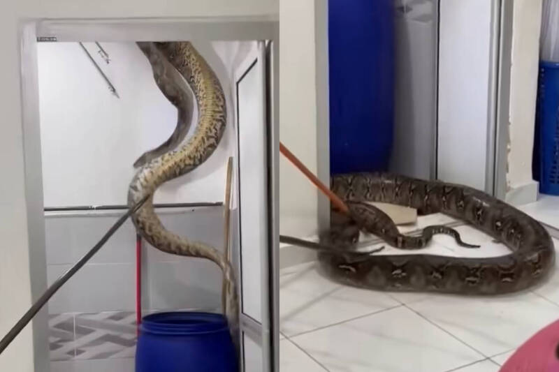 大獎娛樂城、大獎娛樂-線上新聞-恐怖片成真！5米「巨蟒之王」竟藏在浴室天花板！粗如成人手臂！牠掉下來那瞬間全家嚇到腿軟！