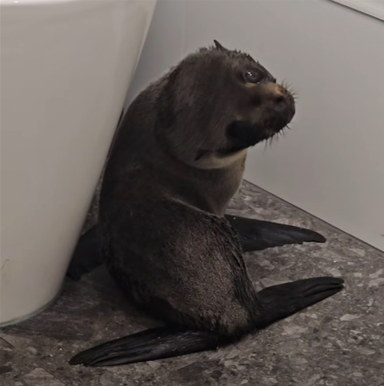 大獎娛樂城、大獎娛樂-線上新聞-真的想買醉！紐國小海豹「醉醺醺」闖入酒吧閒晃！顧客全看傻眼：今晚誰請客？