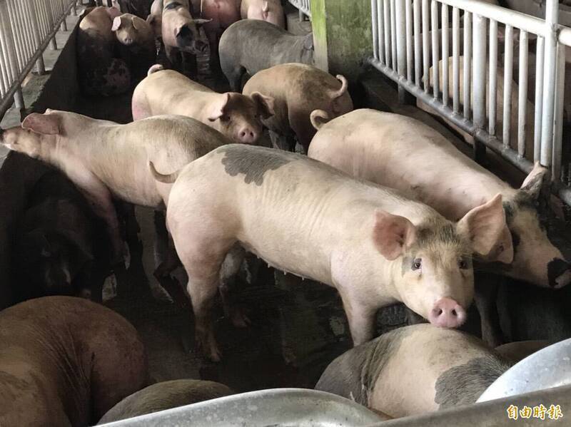 大獎娛樂城、大獎娛樂-線上新聞-勝利！台灣「重返非洲豬瘟非疫區」！防檢署：只要通過WOAH認證，台灣豬肉將震撼全球！