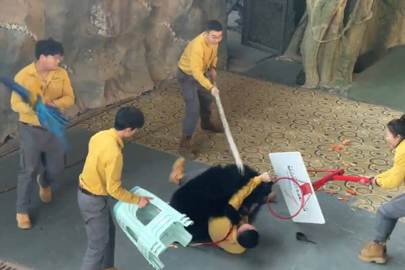 大獎娛樂城、大獎娛樂-線上新聞-神救援！黑熊失控撲倒飼養員！「鸚鵡」竟大喊「撒手」！驚險畫面瘋傳！