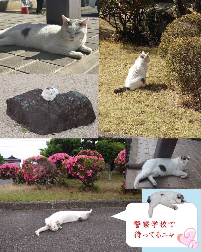 大獎娛樂城、大獎娛樂-線上新聞-超萌警視！日本岡山縣「貓貓警視」爆紅！霸氣四處巡邏！牠維護警校秩序的「超萌秘訣」曝光！