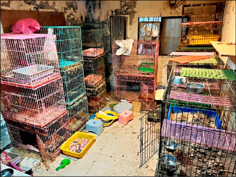 大獎娛樂城、大獎娛樂-線上新聞【虐貓判太輕？】 虐殺7貓僅判7個月！無良運將獲定讞，律師痛批：這是動保法之恥